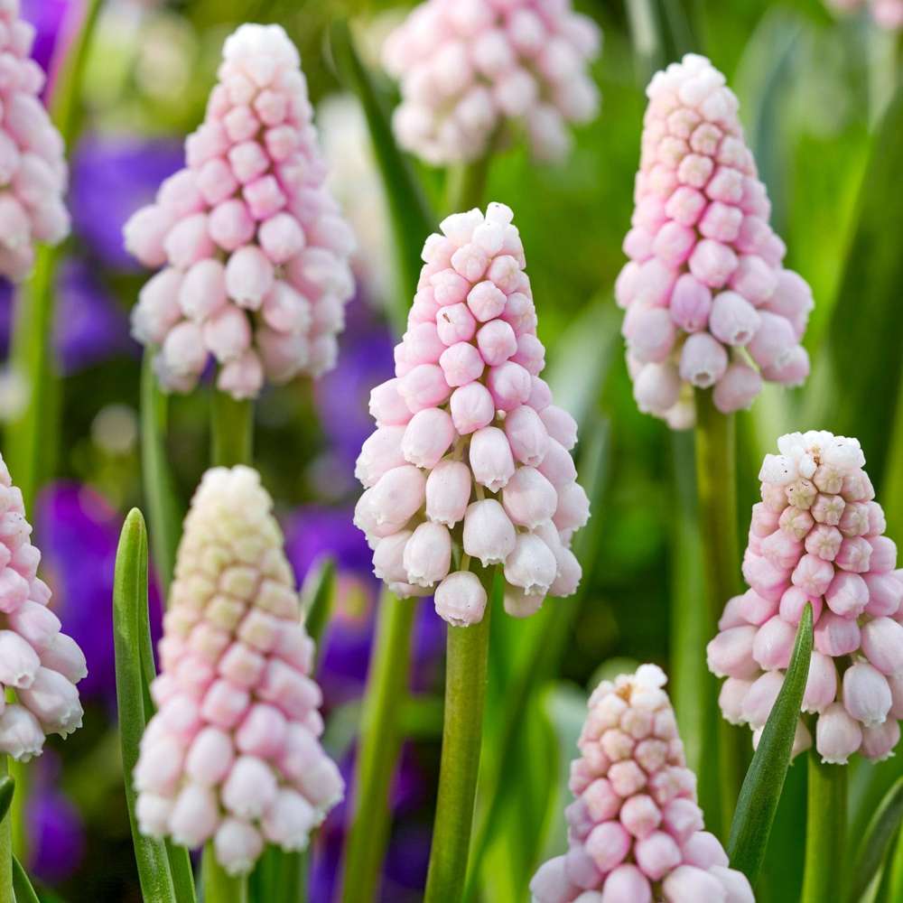 Helmililja 'Pink Sunrise'